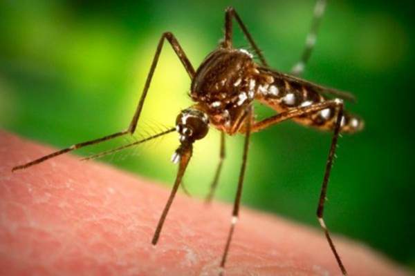 Գիտնականները հայտնագործել են մոծակների դեմ պայքարի անվտանգ եղանակ