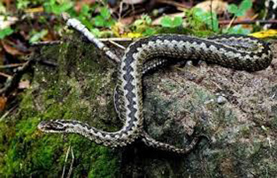 Սարի թաղում հայտնաբերվել է օձ