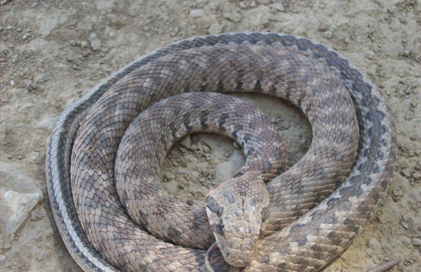 Երեւանյան դպրոցի բակում օձ է հայտնաբերվել