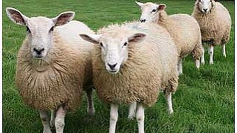 Մարտունի քաղաքի մոտակա սարում գայլերը 27 ոչխար են հոշոտել