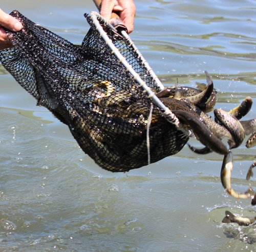 Հնարավո՞ր է, արդյոք,  կանխել ձկան գողությունը Սեւանում