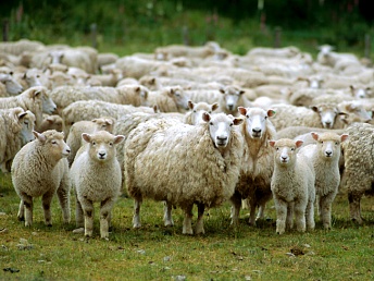 Վեդիի մոտակայքում գնացքը մխրճվել է ոչխարի հոտի մեջ. անկել են 120 ոչխար
