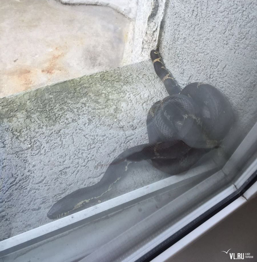 Երևանի տներից մեկի պատուհանին օձ է նկատվել