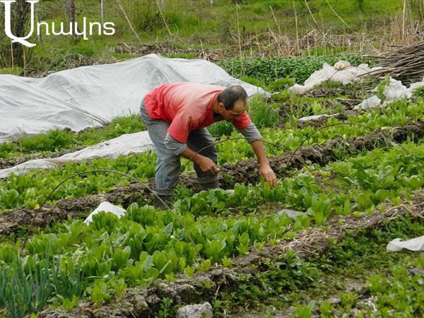 Գարնանացանը Քաշաթաղում շարունակվում է