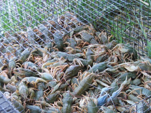 Հայաստանի Հանրապետության ջրային տարածքներում ժամանակավորապես արգելվել է խեցգետնի որսը