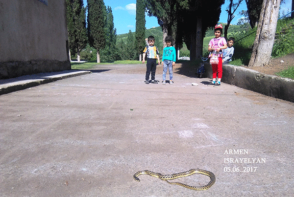 Դպրոցի բակում 1 մետրանոց թունավոր օձ է վնասազերծվել. (Տեսանյութ)