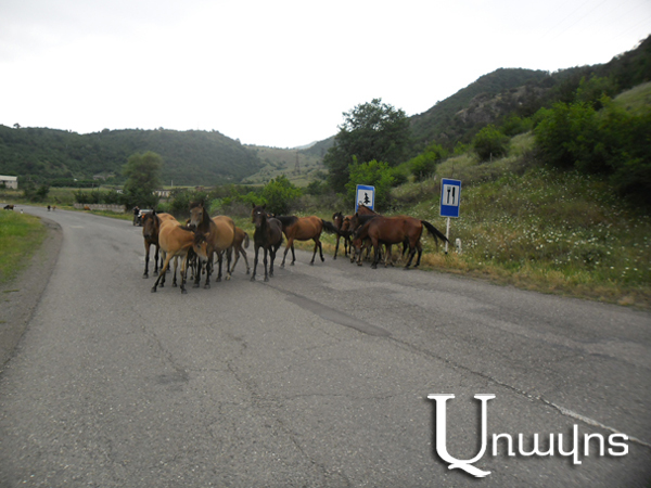 Միայն անասնատերն է մեղավոր