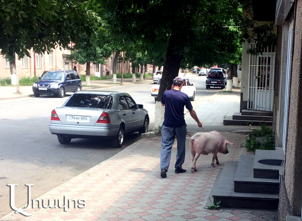 Զբոսանք խոզի հետ