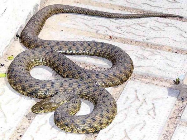 Գյուրզա տեսակի օձ` խոհանոցում | Առավոտ - Լուրեր Հայաստանից