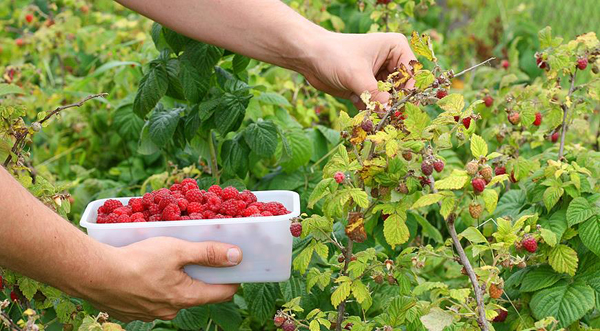 Ազնվամորու հրաշագործ ազդեցությունները