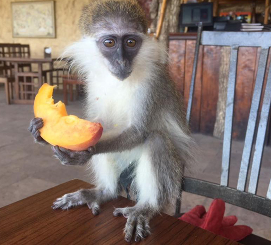 «Ջամբո» համալիրում կապիկը զբոսաշրջիկից $3700 էր «հափշտակել», նետել ընձառյուծի վանդակ