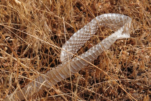 Բելառուսի դեսպանատան տարածքում հայտնաբերվել է օձի կաշի