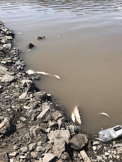 Շիրակի դատախազը՝ Ախուրյանի ջրամբարում ձկների ոչնչացման հետքերով