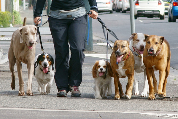 Ներկայացվել են շների զբոսանքի համար առանձնացված վայրերի նախնական առաջարկները