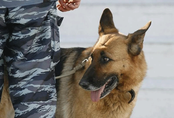 Հատուկ վարժեցված շունը կանխել է Մոսկվայից Հայաստան խոշոր չափերով թմրանյութի ապօրինի տեղափոխումը