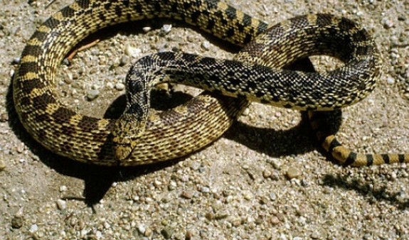 Շահմար տեսակի օձ` Ներքին Չարբախի 1-ին փողոցում