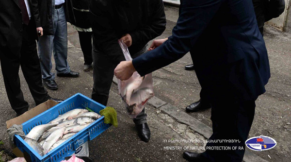 Մեկ շաբաթվա ընթացքում «Սևան» ազգային պարկ» ՊՈԱԿ-ի աշխատակիցներն առգրավել են 129 հատ «սիգ» տեսակի ձուկ
