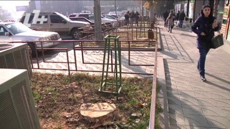 Քաղաքապետարանը հատել է ծառերն ու դրանք փոխարինել նորատունկերով. «Ա1+» (Տեսանյութ)