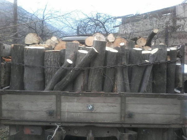 Ստեփանավանի անտառտնտեսությունում ապօրինի հատվել է շուրջ 100 ծառ