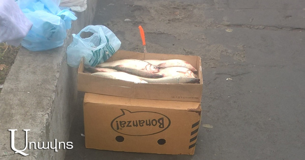 «Էսքան ձուկը դու վերցես տանես մանկատուն, բա ես սաղ կյանքս աշխըտեմ, մանկատան հըմար բան անե՞մ»