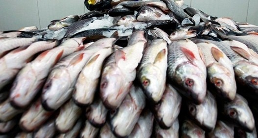 «Ռոսսելխոզնադզորն» արգելել է Հայաստան ուղարկել 710 կգ սառեցրած ձուկ և ծովամթերք