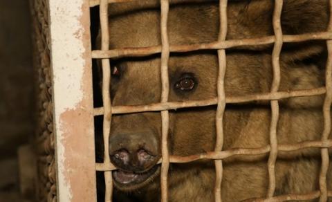 Կենդանիների պաշտպանները Հայաստանում փրկել են «ամենատխուր արջին» (Տեսանյութ)