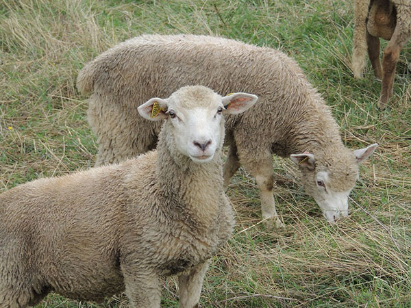 Գողացված 5 ոչխարից մեկը, Մովսեսից Շիրակ տեղափոխելիս, «Ժիգուլիում» սատկել է
