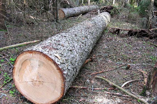 «Ստեփանավանի անտառտնտեսություն» մասնաճյուղի պահաբաժիններում ապօրինի հատվել է 1301  հատ ծառ. հարուցվել է քրեական գործ   