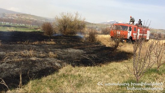 Ջերմահարվել են դեկորատիվ ծառեր