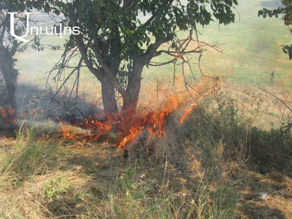 Սեւքարի ճանապարհի եզրի թթենիներն այրվում էին (ֆոտոշարք)