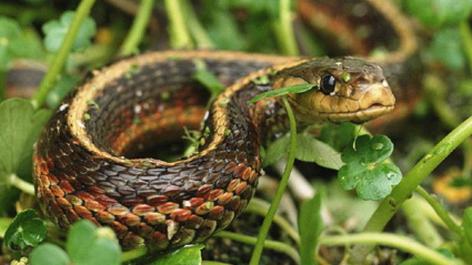 Արցախում արձանագրվել է օձի խայթոցի 20 դեպք