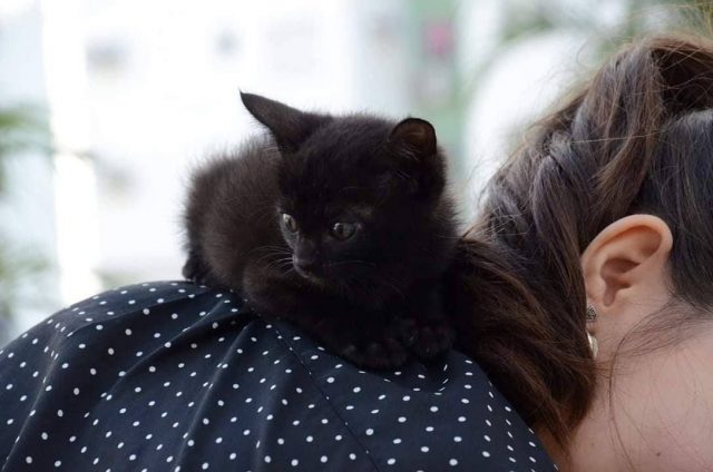 Սև կատու՝ չարի՞ք, սնոտիապաշտությո՞ւն, թե՞ պարզապես կենդանի