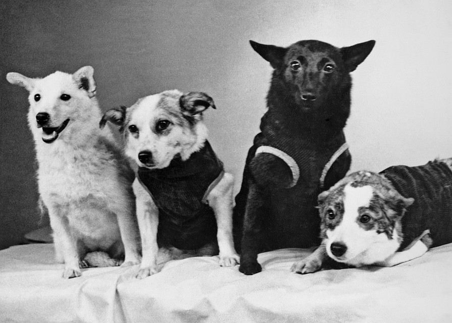 «ԿԵՆԴԱՆԱՊԱՏՈՒՄ». պատմության ամենահայտնի 10 շները
