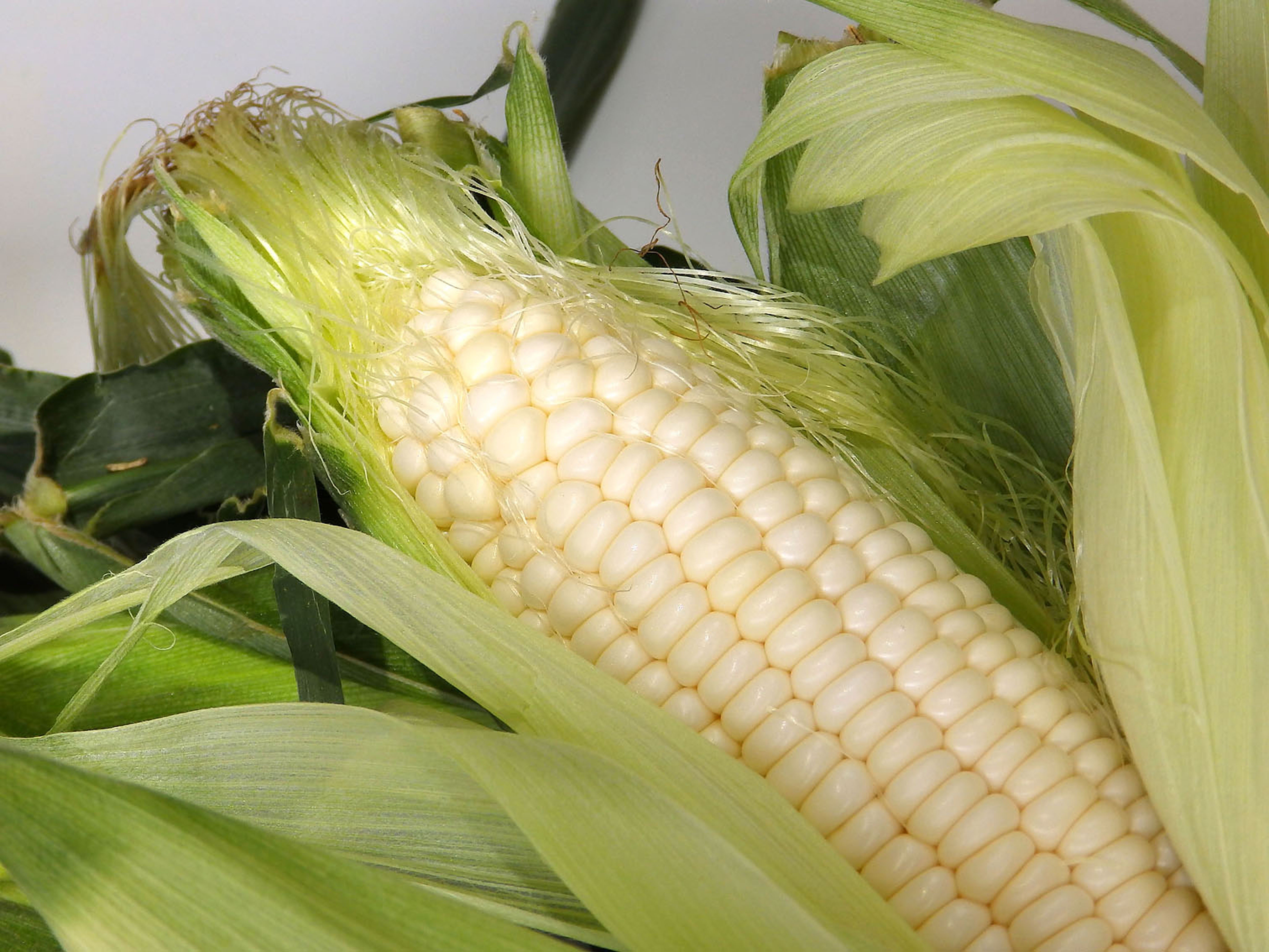 Кукуруза village. Кукуруза Маис. Маис кукуруза отличие. Белая кукуруза. Кукуруза свежая.