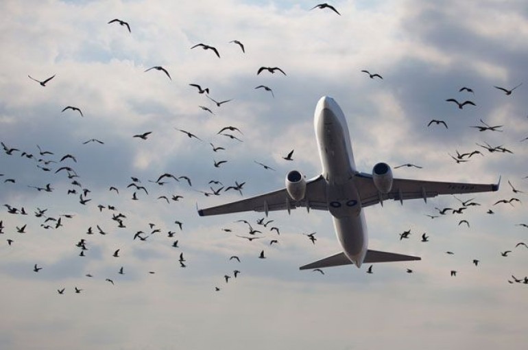 Թռչունները՝ Ադրբեջանում ռազմական ինքնաթիռի կործանման պատճառ. JamNews