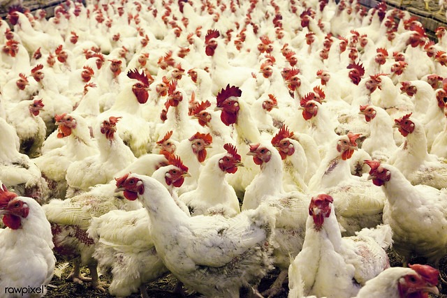 Երեւանում ոմն Սուրեն գոմից գողացել է 400 հատ հավ