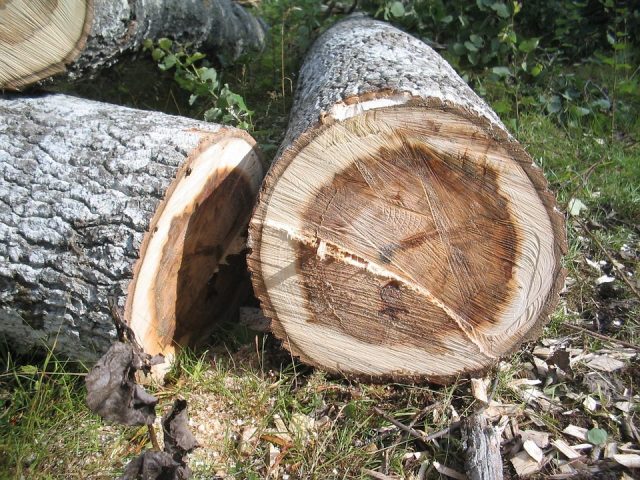 «Ծառուտի ձոր» կոչվող տեղամասում հայտնաբերել են կաղնի տեսակի 11 հատ փայտանյութ