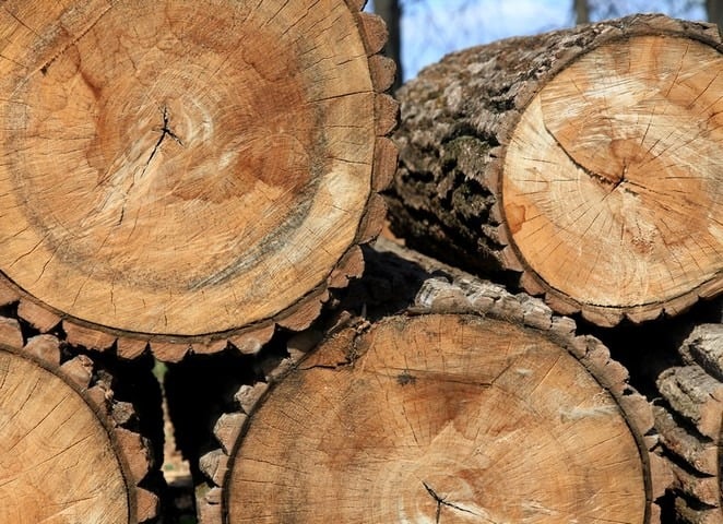 4416 ապօրինի հատված ծառի կոճղ` Թումանյանի և Ստեփանավանի անտառտնտեսություններում. պետությանը պատճառվել է 182 մլն դրամի վնաս