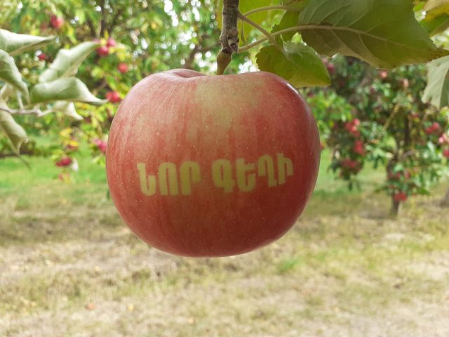 Խնձորի առաջին փառատոնը՝ Նոր Գեղիում