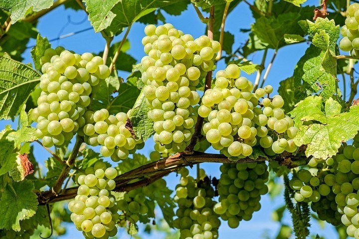 Հերթական անգամ վարկային ծանր պարտավորությունների հետ գյուղացին մնում է մեն-մենակ. Գառնիկ Դանիելյան