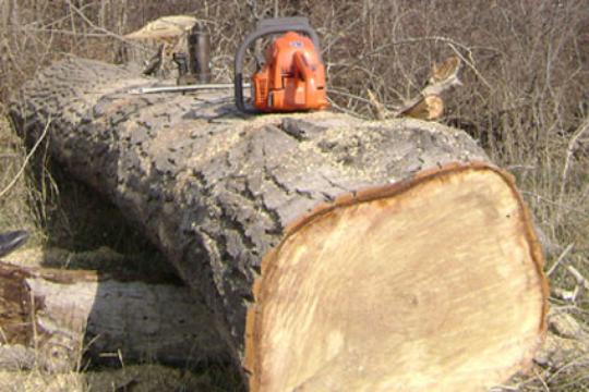 Բենզասղոցով ծառ հատելիս ճյուղն ընկել է 28-ամյա տղամարդու գլխին․ վերջինս մահացել է