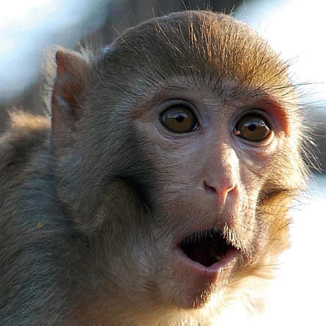 Բժիշկների խումբը մեկնում է Գյումրի՝ կապիկին Երեւանի Կենդանաբանական այգի տեղափոխելու համար․ Նաիրա Զոհրաբյան