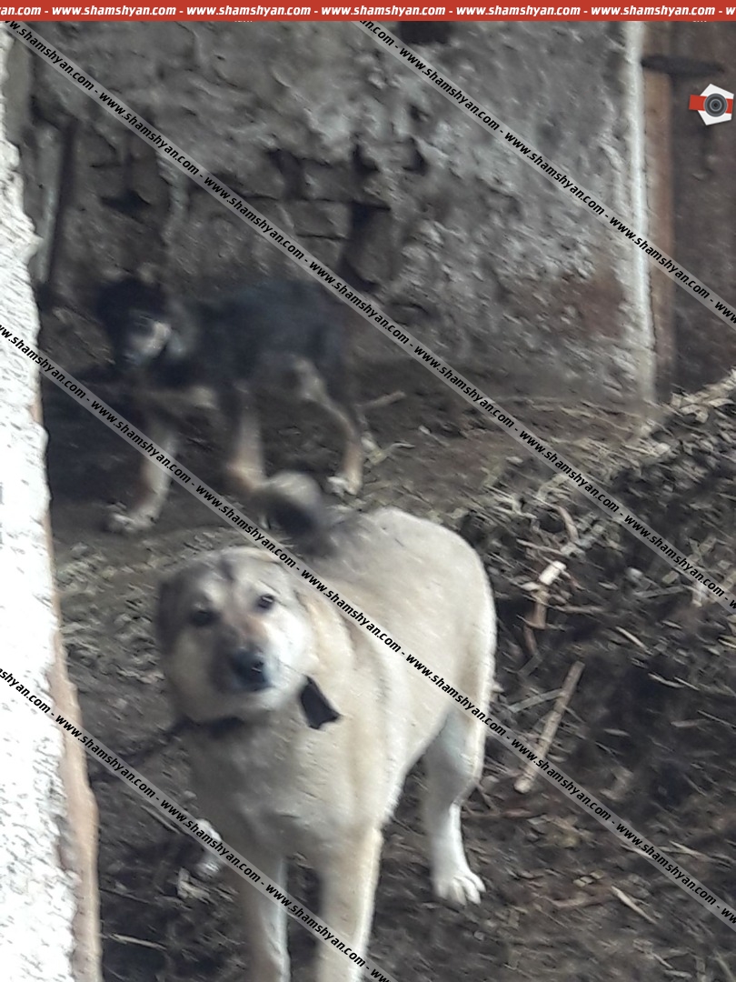 Ծաթեր գյուղում շունը գզել է 78 ամյա կնոջը, վերջինս մահացել է