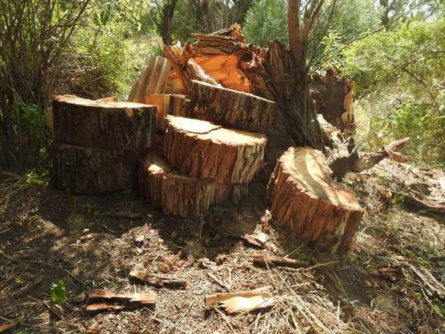 «Ջուխտակ լիճ» կոչվող տարածքում հատված ծառերն ու ճյուղերը հայտնաբերվել են