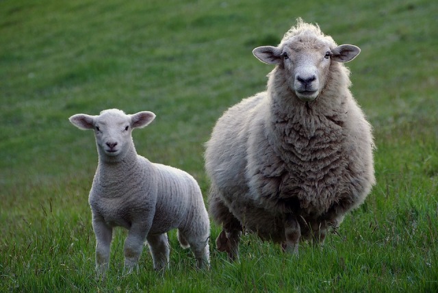 ԻԻՀ քաղաքացին վաճառել է իրեն վստահված 304 գլուխ ոչխարները՝ գումարը հափշտակել, այրել է 40 հատ ծառ. հարուցված քրեական գործն ուղարկվել է դատարան