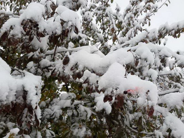Վայոց ձորի, Լոռու և Սյունիքի մարզերում և Գեղարքունիքի մարզի Վարդենիս քաղաքում տեղում է ձյուն