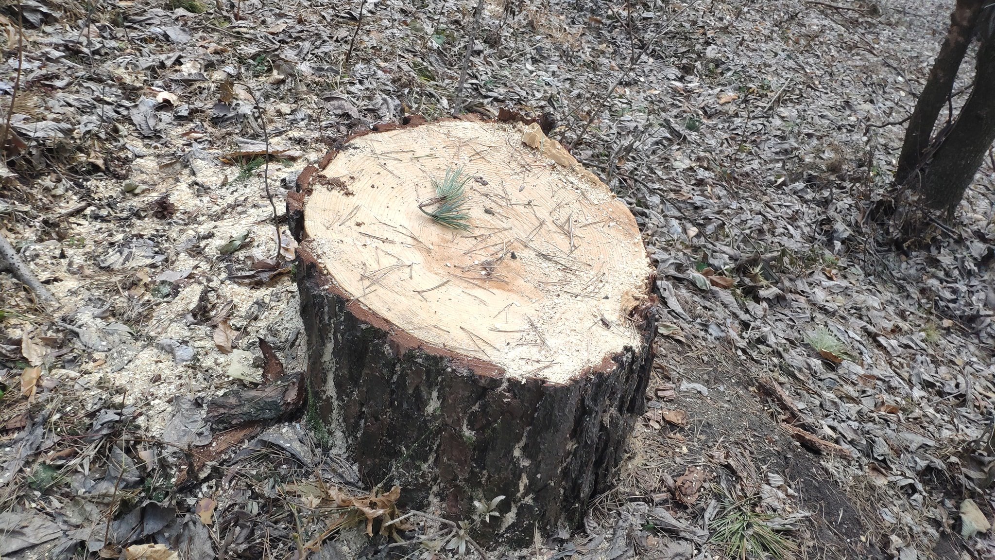 Քաղաքացիական նախաձեռնության անդամն ահազանգում է՝ Լոռիում ծառեր են հատվել