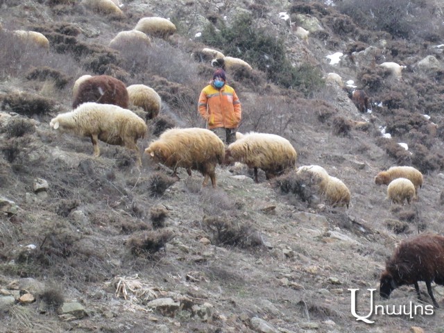 «Հովիվի» այլաբանությունը