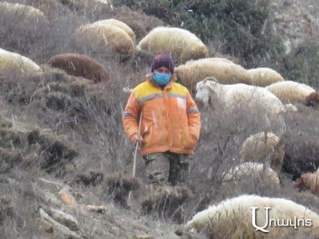 COVID-19-ից պաշտպանվող հովիվը․ օրվա կադր (տեսանյութ)