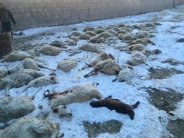 207 գլուխ ոչխարի հոշոտված մարմինները 5 օր է, ինչ թափված են դրսում․ Yerkir.am